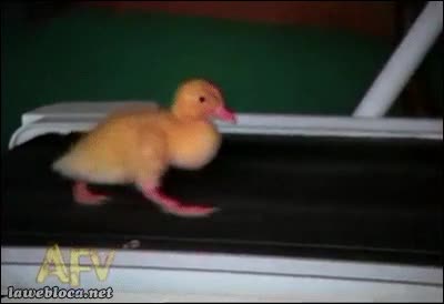 ejercicio,andar,mascota,pato,cinta para correr,perseguir,seguir