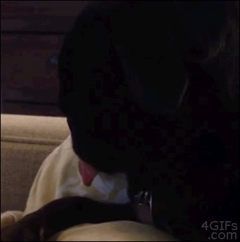 carlino,lento,lag,perro,lengua,reiniciar