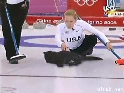 gato,deporte,olimpiadas,jjoo,disco,deslizar,curling