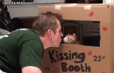 Caseta,Gato,Amor,Beso,Enamorado,Kissing Booth,Besos
