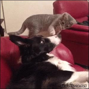 lol,gato,perro,amor,alerta,asustado,dormir,susto,beso