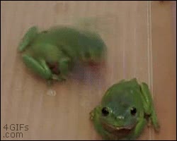 Morder,Luchas,Ranas,Pelea,Dar espalda,Sapos,Espalda