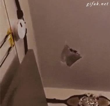 peaturo,animal,volar,tirarse,alas,tierno