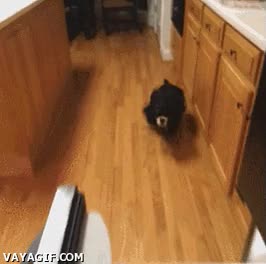 velocidad,veloz,bala,comida,perro,Nevera