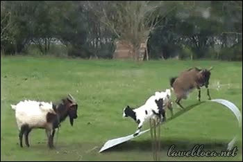 equilibrio,plancha,mareos,bajar,cabras,lamina,bailar