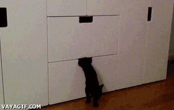 agujero,cajon,sombra,juegos,casa,f&eacute;lido,felino,gato