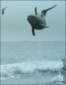 bonito,mar,agua,salto,delfin,saltar