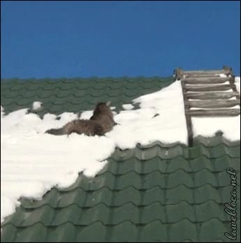 al suelo,resbalar,agarrar,casa,tejado,nieve,gato