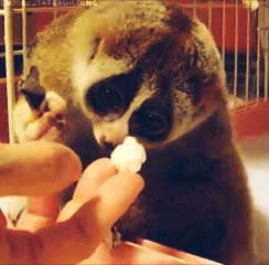 lagrimilla floja,esta muy agradecido,slow loris,palomita,emocionado