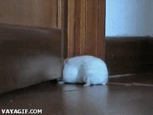 Si consigo que me pase la cabeza, ¡ya está todo hecho! esfuerzo,pasar,puerta,rendija,hamster
