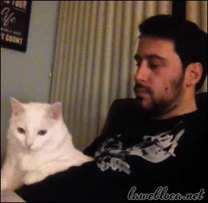 mirar,tio,quieto,mover,gato,troll