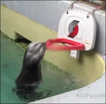 monada,agua,canasta,nutria de mar,baloncesto,jugar,mate