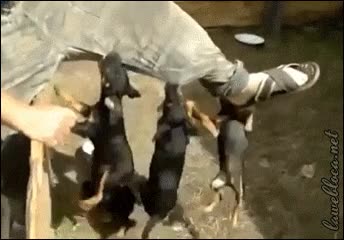 perros,defender,atacar,morder,cachorros