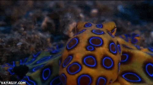 azules,agrandar,fascinante,anillos,pulpo,venenoso