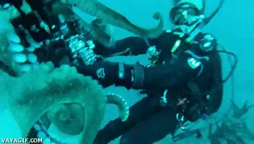 Normal, ir a bucear tranquilamente y que un pulpo cabreado te intente robar la cámara pulpo,bucear,submarinista,buceador,atacar,robar,camara