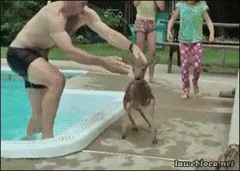 piscina,agua,salir,rescatar,ciervo,cervatillo,bambi y su trauma con el fuego,aqui estare a salvo