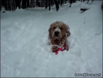 Perro,Rusia,Nacer,Nieve,Sorpresa,Enterrado