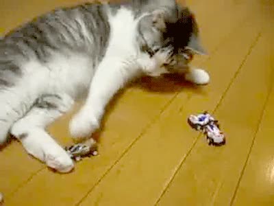 Gato,Jugar,Infancia,Coche,Juguete