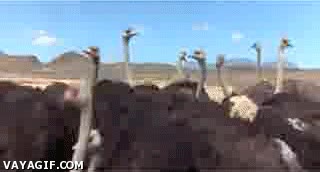 Avestruz,Ave,Copiar,Clase,Examen,Levantar,Avestruces