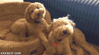 perro,perruno,camuflaje,color,marrón