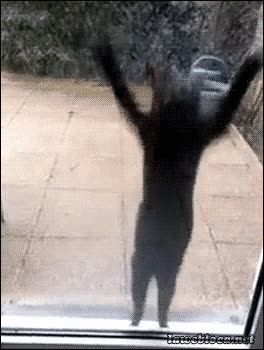 ¡Dejadme entrar! ¡Dejadme entrar! ¡Dejadme entrar! Vale, pues no... gato,entrar,puerta,vidrio,saltar,saltos