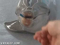 delfin,pintar,dibujante,arte,alcance,pincel