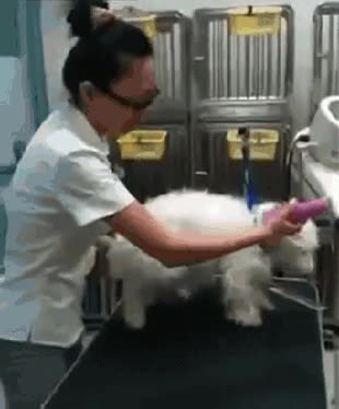 peluqueria canina,perro,pelos,afeitar,est&eacute;tica animal,caniche