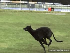 galgo,correr,diseñado para la velocidad,slow motion