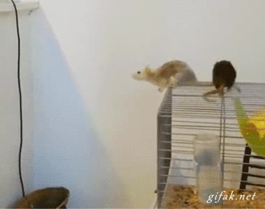 Ratón,Saltar,Volar,Fail,Caída,Mal,Rata,Jaula,Bolso,Estampada,Pared