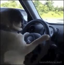 perro,conductor,coche,volante,girar,pilotar,conducir,pug,carlino