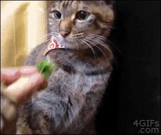 ¿Qué es eso que le das a mi hermano? ¿Brocoli? ¡Me da igual, trae p'acá! gato,brocoli,dame eso,egoista,antes me lo como yo
