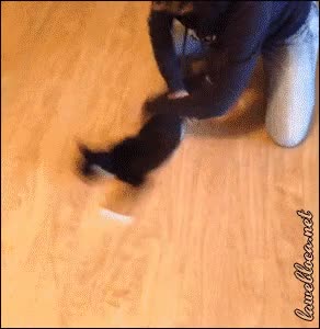 marear,gato,dar vueltas,escapar,pobre,correr,un poquito cruel