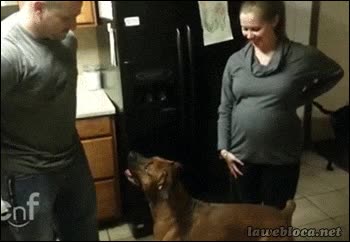 defender,proteger,barriga,esposa,perro,perra,embarazada,tocar