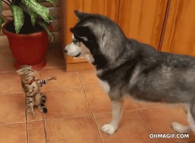 darse la mano,perro,gato,amigos,saludo,saludo amigable,choca esa pata