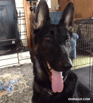 oscar,perro,reaccion,actor,flipar