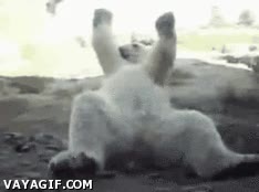 bailar,oso polar,party hard,conquistar,se est&aacute; rascando la espalda,zoo,clima c&aacute;lido