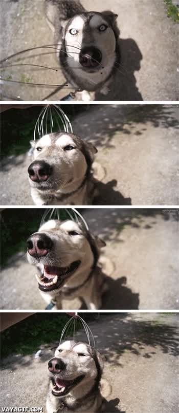 perro,disfruta,herramienta,le gusta,contento,muy regalado,masaje,masajeador de cabeza