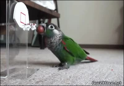 Enlace a ¡Directo a los Lakers!