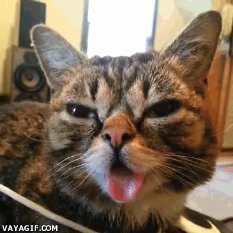 gato,lengua,gestos,gracioso,guardar,boca,fuera