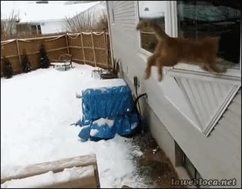 chocarse,gato,fail,nieve,salto,ventana,cerrada,cristal