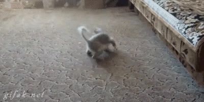 punto laser,gato,perseguir,veloz,rojo,puntero,vueltas,mareo