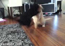 gato,pelea,gatos,toma eso,atacar,dormido,sobado