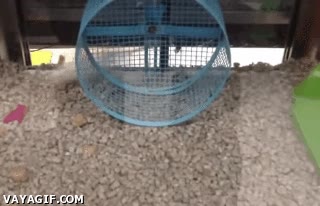 Correr,Rata,Brujer&iacute;a,Sin fin,Cruel,Sin parar,fuera de la rueda,raton