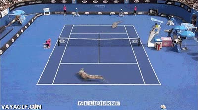 rusia,caimanes,tenis,extremo,pelota,juego,jugar,cocodrilos,australia,melbourne
