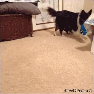 Perro,Patas,Tres,Divertir,Jugar,Feliz