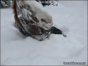 Invierno,Fr&iacute;o,Jugar,Celebrar,Nieve,Caballo