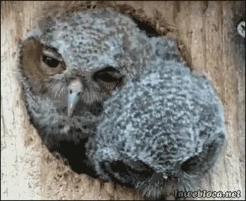 buho,c&aacute;mara,salir,peque&ntilde;o,nido,lechuza