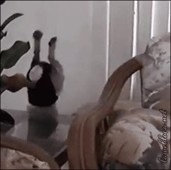 mesa,torpe,perro,caer,sillon,cortina,torpeza
