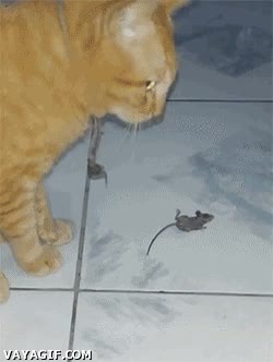 fingir,rat&oacute;n,hacerse el muerto,huir,confiado,gato