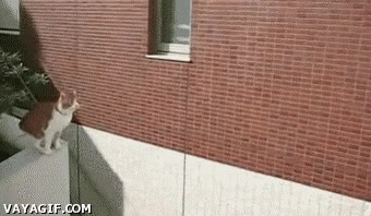 Gato,Saltar,Habilidad,Patio,Salto,Agilidad